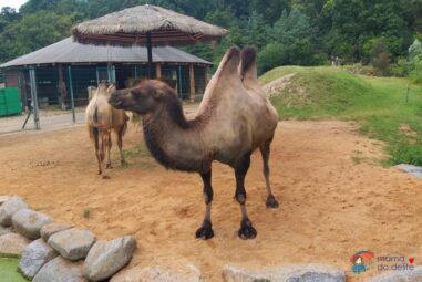 Zoo Plzeň: Krásná zoologická zahrada, kterou se vyplatí navštívit + podrobné informace
