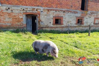 Za farmářskými výrobky a za zvířaty na farmu Bláto